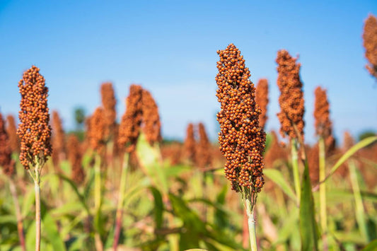 pole sorgo na tle błękitnego nieba
